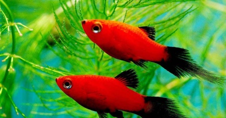Пецилия редиска (Xiphophorus maculatus red black veiltail)