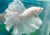 Петушок Халф Мун белый самец (Betta male Halfmoon white)