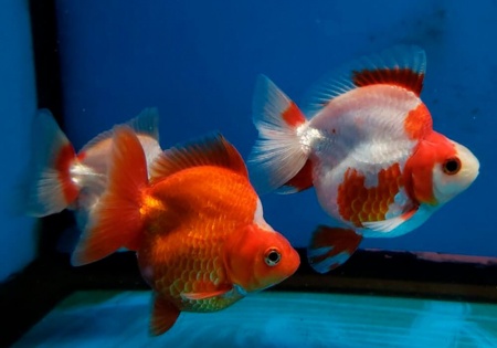 Риукин красно-белый короткохвостый (Goldfish Ryukin white & Red short tail)
