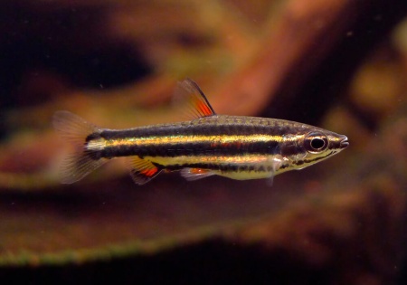 Нанностомус Маргинатус карликовый (Nannostomus marginatus)