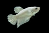 Петушок самка (курочка) Супер Дельта Белая (Betta fish female ) 3-3,5 см