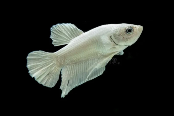 Петушок самка (курочка) Супер Дельта Белая (Betta fish female ) 3-3,5 см