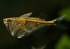 Карнегиелла мраморная (Carnegiella strigata)