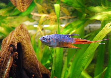 Макропод обыкновенный (Macropodus-opercularis)