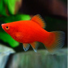 Пецилия красная (Xiphophorus maculatus red Platy)