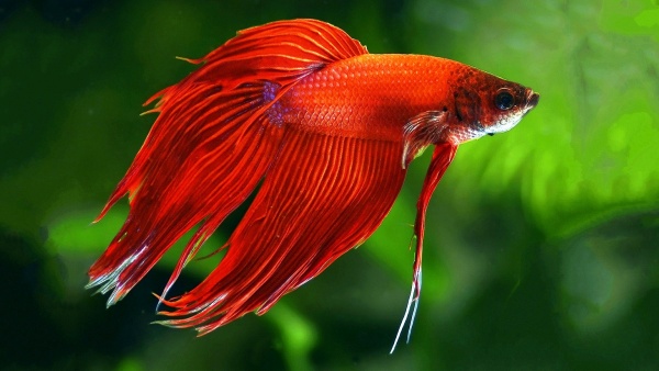 Петушок Вуалехвостый Красный самец (Betta-male-Veiltail-RED)
