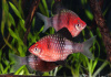 Барбус черный (Barbus nigrofasciatus)