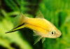 Меченосец Лимонный (Xiphophorus helleri lemon)