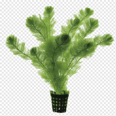 Кабомба зеленая вильчатая (Cabomba aquatica)