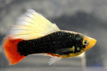 Пецилия Гавайская (Xiphophorus variatus Hawaiian)