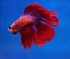 Петушок Халф Мун двухвостый красный самец (Betta male Halfmoo duble redTail)