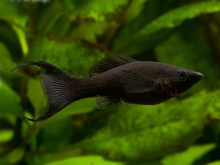 Моллинезия черная лирохвостая (Poecilia sphenops Black lyretail Molly)