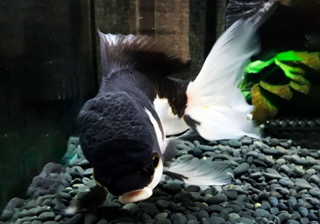 Оранда панда (Goldfish Oranda panda)