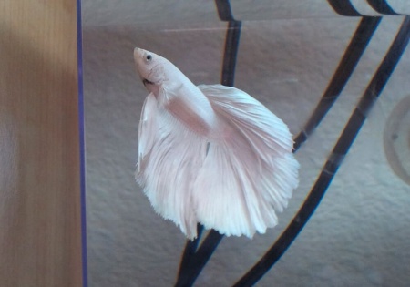 Петушок Халф Мун белый самец (Betta male Halfmoon white)