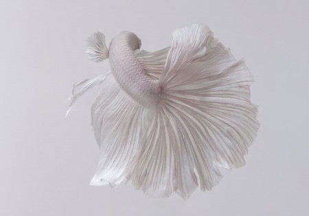 Петушок Халф Мун белый самец (Betta male Halfmoon white)