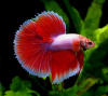 Петушок Супер Дельта красно белый самец (Betta male Super Delta-red-white)