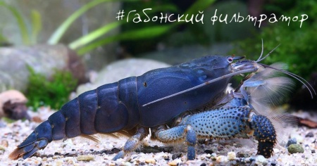 Креветка фильтратор Габонская (Камерунский) 3-3,5 см