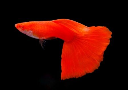 Гуппи полностью красный альбинос (Guppy Full Red albino)