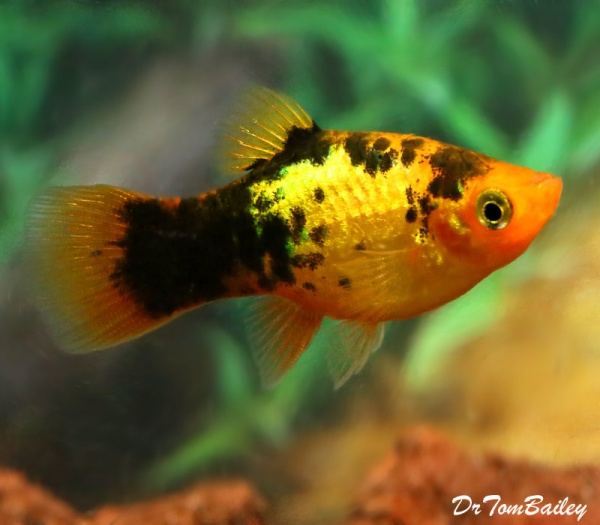 Пецилия золотой ситец (Xiphophorus maculatus gold calico Platy)
