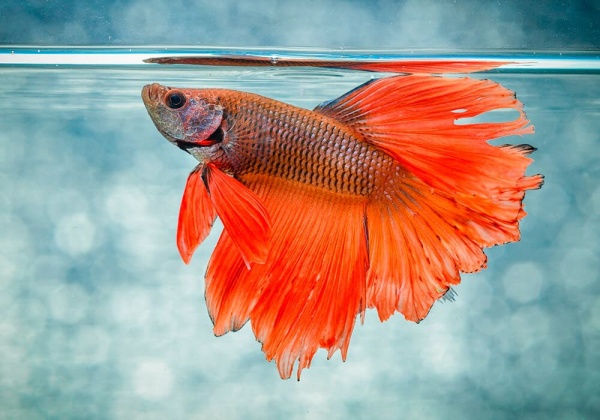 Петушок Супер Дельта оранжевый самец (Betta male Super Delta orange)