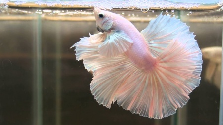 Петушок Супер Дельта белый самец (betta-MALE super-delta-white-)