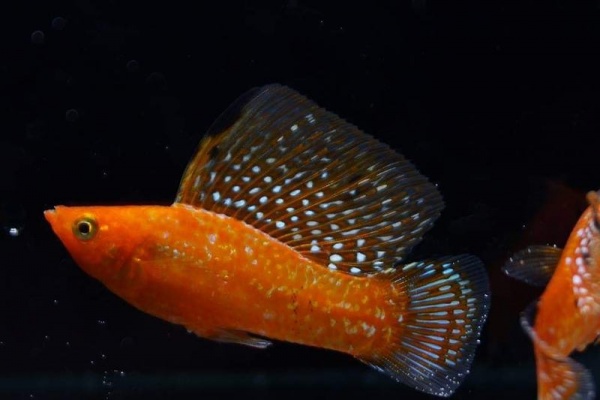 Моллинезия оранжевая парусный (Poecilia velifera orange Molly sailfin)
