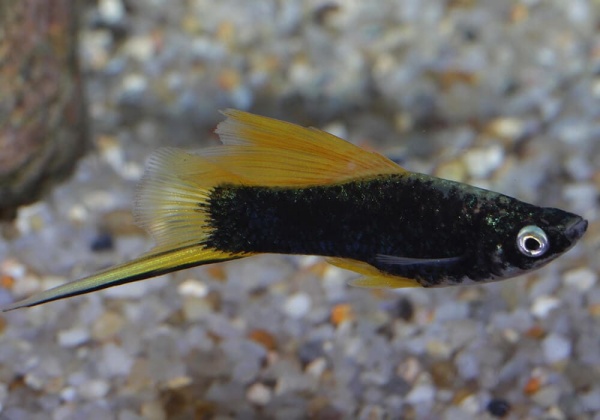Меченосец Геллера черный флаговый (Xiphophorus helleri Black Sword Hi Fin)