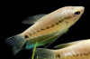 Змеиный Гурами (Trichopodus pectoralis)