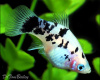 Пецилия долматинец  (Xiphophorus maculatus Dalmatian Platy)