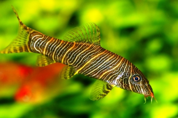 Боция Стриата полосатая (Botia striata) 5 см