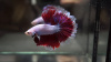 Петушок Супер Дельта розовая бабочка самец (Betta-splendens-Super-Delta-Pink-Butter)