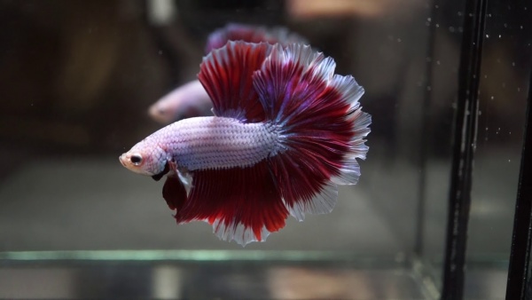 Петушок Супер Дельта розовая бабочка самец (Betta-splendens-Super-Delta-Pink-Butter)