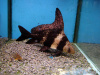 Парусник китайский чукучан (Myxocyprinus asiaticus)
