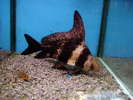 Парусник китайский чукучан (Myxocyprinus asiaticus)
