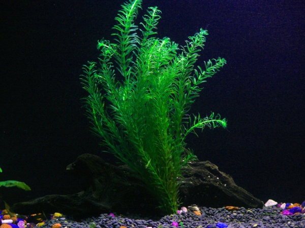 Эгерия найас (Egeria Najas Submerse)