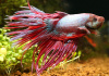 Петушок Коронохвостый розовый самец (Betta-crown-tail-pink)