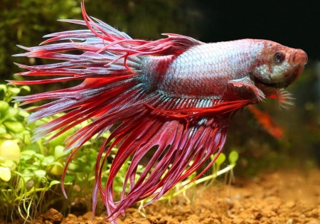 Петушок Коронохвостый розовый самец (Betta-crown-tail-pink)