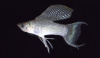 Моллинезия снежинка лирохвостая (Poecilia latipinna Silver lyretail Molly)
