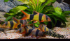 Боция-клоун (Botia macracanthus) 5 см