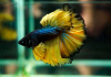 Петушок Халф Мун горчичный газ самец (Betta splendens Halfmoon Mustard Gas)