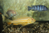 Цихлида Меланохромис Ауратус альбинос( Pseudotropheus auratus)