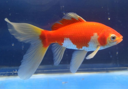 Золотая рыбка Комета красно-белая (Goldfish Comet red-white)