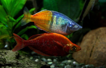 Глоссолепис красный (Glossolepis incisus)