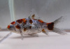 Золотая рыбка Шубункин бристольский ситцевый (Goldfish Bristol Shubunkin calico)