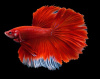 Петушок Халф Мун Рубиновая бабочка самец (Betta male Halfmoon rubin boterfly)