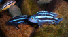 Цихлида Меланохромис Майнгано (Pseudotropheus cyaneorhabdos)
