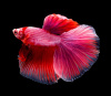 Петушок Халф Мун розовый самец( Betta male Halfmoon pink)