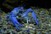 Рак Флоридский голубой, синий (Procambarus alleni)