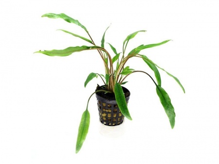 Криптокорина желтая или лютея (Cryptocoryne lutea)