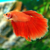 Петушок Супер Дельта красный самец (Betta-splendens-Super-Delta-Pink-Butter)